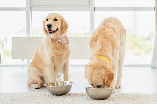How Much to Feed a Golden Retriever (Feeding Chart & Guide)