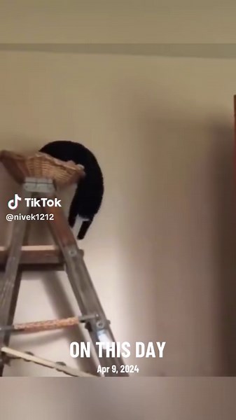 Funny Cat Ladder Fall Compilation