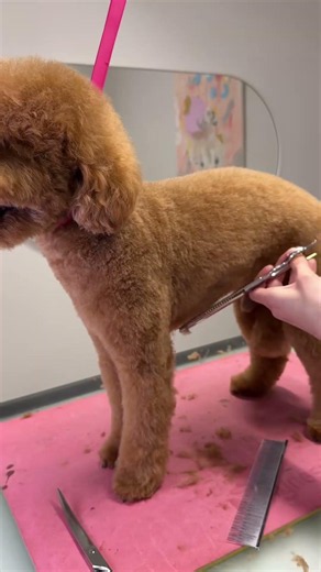 Whats your favourite poodle cut? #doggroomer #grooming #adorably #adoreble #puppy #poodle #pets