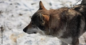 Wild wolf or dog on chain in winter. Protecting housing and taming wolves