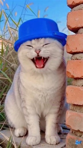 dinka chika dinka chika🐈💤🐈😂 #remix #viral🤷🏼‍♀️😺#cat #cats #catlover #catvideos #meowmoe June 10,2026