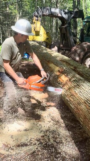 Billy Bucking Big Magnolia Logs with the Husqvarna 288 XP