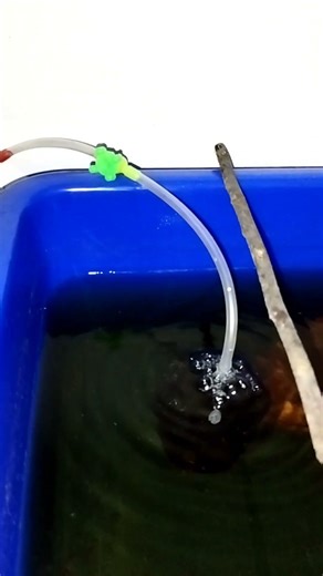 Betta breeding ✨ #guppy #freshwaterfish #aquariumfishmarket #bettafish