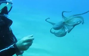 盘点那些炫酷有趣的科普GIF图（三十一期），新人UP支持一下~