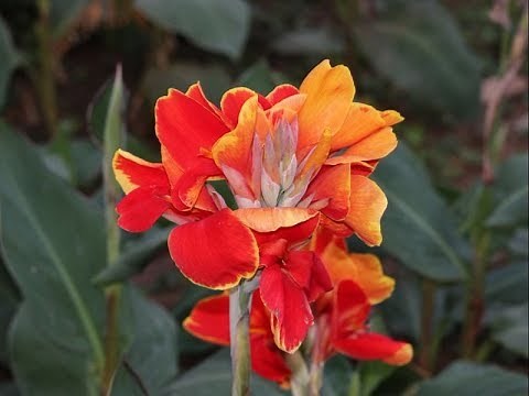 Amazing and Most Beautiful Canna Indica | Canna Lily Flowers