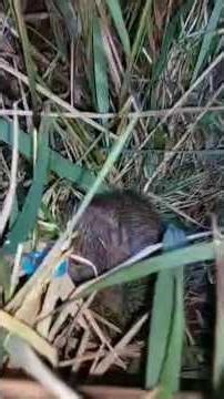 When the snare is set #to catch field mice #Blue and red scented mouse trap