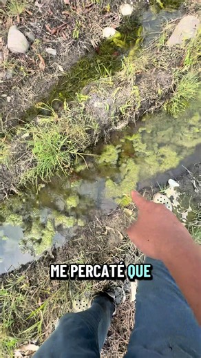 Rescate de peces en el canal #peces #pecestropicales #pecesexoticos #pecesitos #fypシ゚