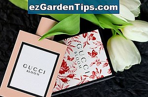 Wie man für eine Tuberose sorgt 🌱 Tipps Gärtner - De.ezGardenTips.com