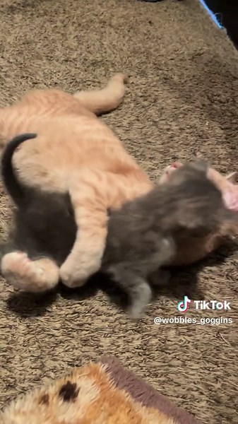 Cerebellar Hypoplasia Kitten Plays with Baby