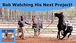 49K views · 1.3K reactions | Ace was here as a long yearling to be halter broke. Now he is back to be started. | Tim Anderson Horse Training | Facebook