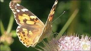 Painted Lady invasion