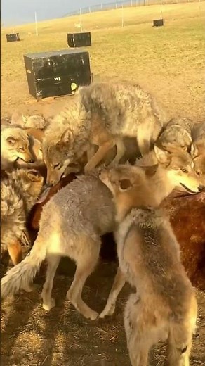 Wolves eating whole cow