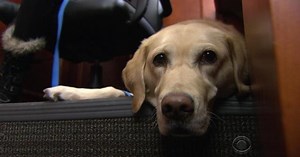 Comfort dogs help traumatized children through court proceedings