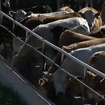 Video: Biocontained Carcass Composting for Control of Infectious Disease Outbreak in Livestock