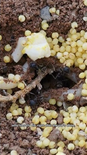 The most powerful woman #fact #animal #ant