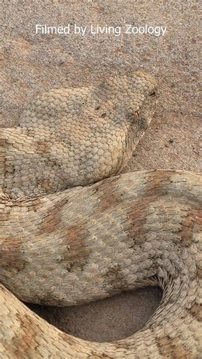 No Vipers In Australia?