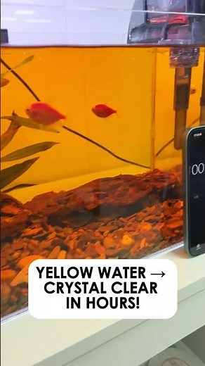 Crystal Clear Aquarium in 2 Hours | How Yellow Fish Tank Water Turned Crystal Clean Fast