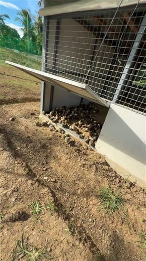 Ramon Bong Revilla, Jr. on Reels