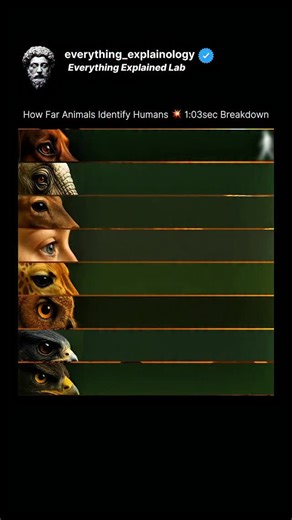 Everything Explained Lab | The post features a 1:03-second TikTok video comparing how far different animals can clearly identify a human, not just see movement but... | Instagram