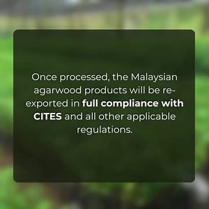 UAPI is pleased to announce a major development, led by our CEO Mr. Ben Mead, with the successful signing of contracts today to acquire mature Aquilaria malaccensis plantations in Malaysia. This is a big step in improving our agarwood production, quality, and sustainability. Stay tuned! 𝗚𝗿𝗲𝗲𝗻 𝗶𝘀 𝗚𝗼𝗹𝗱 For more information, Contact us NOW! 𝗠𝗼𝗯𝗶𝗹𝗲: 63 967 265 4867 𝗘𝗺𝗮𝗶𝗹: sales@agarwoodph.com 𝗪𝗲𝗯𝘀𝗶𝘁𝗲: www.agarwoodph.com Follow us on TikTok: @unitedagarwoodplanters YouTub