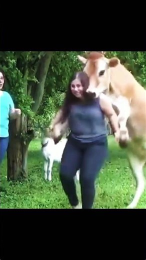 cow🐮💀💀#trollface #troll #trending #shorts