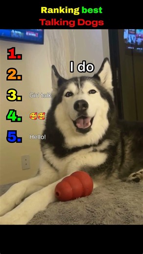 Ranking best Talking Dogs #shorts #ranking #dog