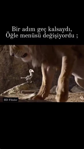 Film Adı - Aslan Kral Film Konusu: Aslan Kral, yavru bir aslan olan Simba’nın maceralarını konu ediyor. Ormanın kralı olan babası Mufasa’ya hayran bir yavru aslan olarak mutlu bir hayat süren Simba, sinsi amcası Scar’ın planlarından habersizdir. Kral olmak için fırsat kollayan Scar, Mufasa’yı öldürdükten sonra Simba için tehlike baş gösterir. #reels #film #filmönerisi #filimdiyarı #movies #keşfet | HD Filmler