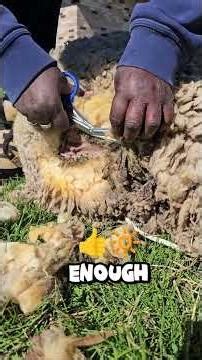 🐑✂️Clean sheep = better breeding success.