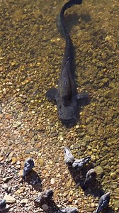 Catfish vs pigeons 🐦 #catfish #fishing #underwater #fishingvideo #catfishvspigeon #underwaterworld | Underwater World