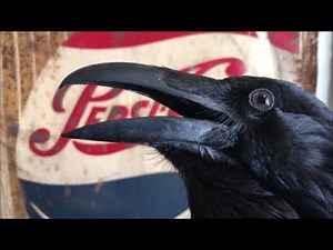 Sam the talking Raven what he likes
