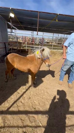 Meet Barbie 131 Breed: Shetland Gender: Mare Available until 3/10 at 5pm CST 📽️ Video available below Location: McLean, Texas Please message the page for details and call or text 817-495-8495 All animals are as is. No refunds or exchanges | Wish Upon A Horse