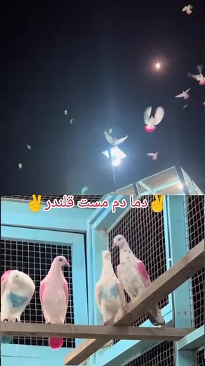 Himath ali 93 on TikTok