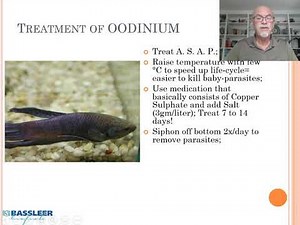 Fish disease case 8: Oodinium or Velvet disease (emphasis on Betta Fighter Fish)