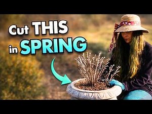 Cut THIS in Spring 🌿 Pruning Butterfly Bushes, Roses & Perennials