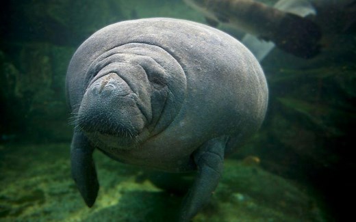 Manatí: qué es, características, hábitat, reproducción