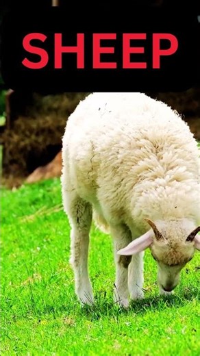 Sheep Sound | Sheep Sounds | Sheep #sheep