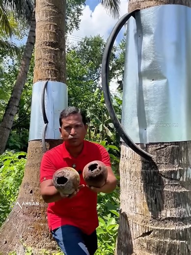 Understanding Coconut Tree Farming Practices
