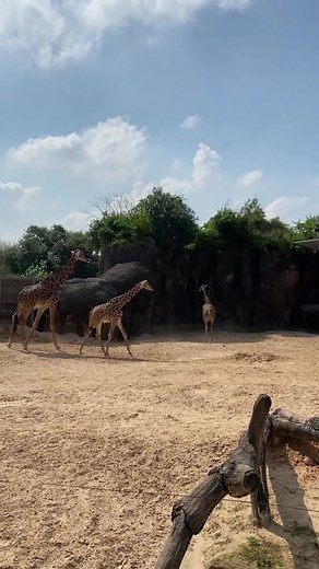 Meet our Masai giraffe herd and feed them up close! #houstonzoo #giraffes