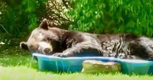 Black Bear Relaxes In Kiddie Pool On Sweltering Summer Day