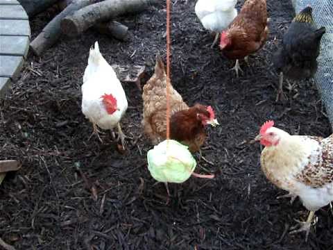 The Clucking Chickens Having a Smashing Time With The Swinging Cabbage