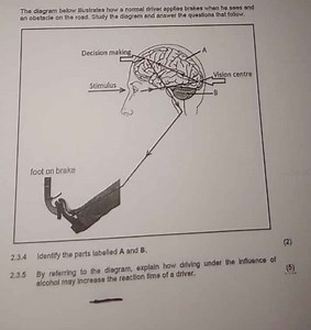 The diagram below llustrates how a normal driver apples brakes ... | Filo