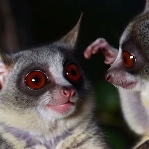 5 Mind-Blowing Lesser Bushbaby Facts! 🐒