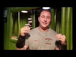 Prolapse in reptiles ( causes, helps, treatments )