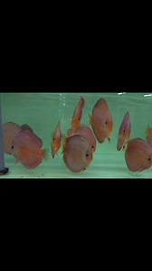 TAIPAN Discus PREMIUM 😍😍 #georgiadiscus #discusfishtank #discusfish #discusaquarium #discuslovers #fishing #fishlove #tropicalfish #fishtank #peces | Georgia Discus