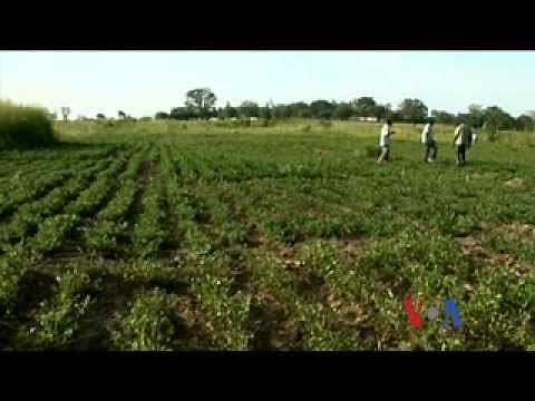 Uganda Groundnut Crops