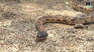 70 reactions | **Watch:** A Black Headed Royal Snake released back into its natural habitat after the #WildlifeSOS Rapid Response Unit rescued the reptile from a house in Delhi | Wildlife SOS | Facebook