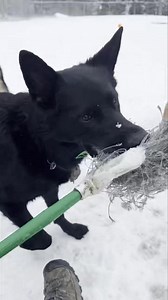 9.7K views · 4.1K reactions | My circus. My monkeys  | Ten Shakes of Grace | Facebook