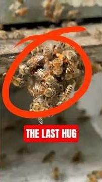 Animal Moments That Feel Illegal to Watch! 😱 #wildlife #animal