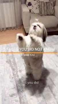FACTS YOU DID NOT KNOW ABOUT THE SHIH TZU. #shihtzu #dogfacts #doglove #petlover