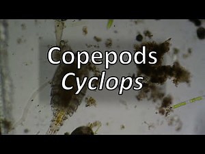 Copepods (Cyclops)